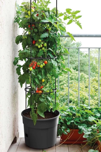 Idéale pour les tomates