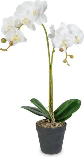 L’élégance réaliste de l’orchidée