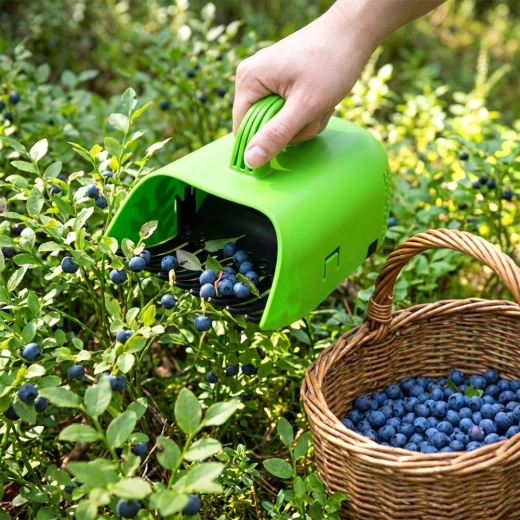 Baies propres sans feuilles ni tiges