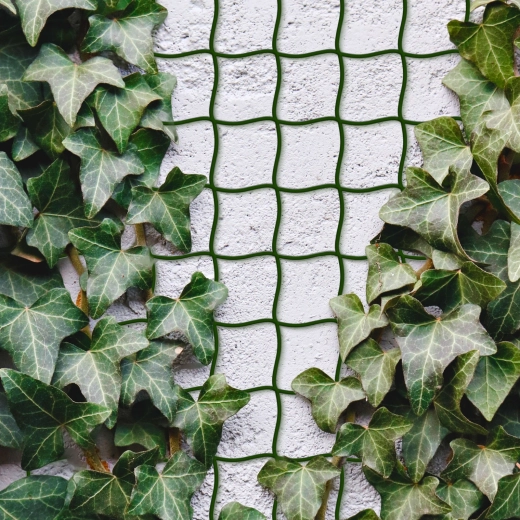 Filet pour plantes grimpantes 5 m x 50 cm, découpable, vert foncé