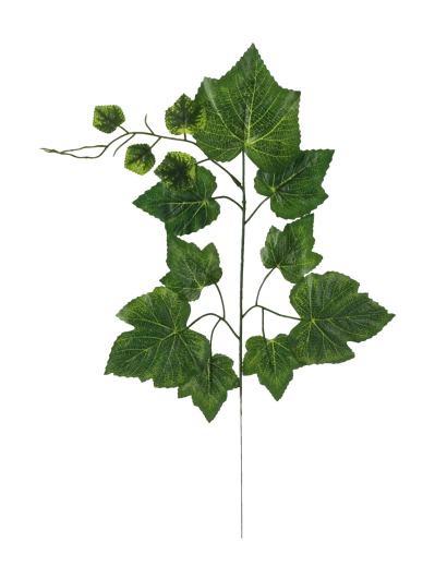 Feuille de vigne