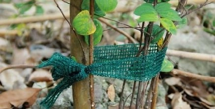 Lot de 3 rubans d’attache pour plantes, longueur 3 m