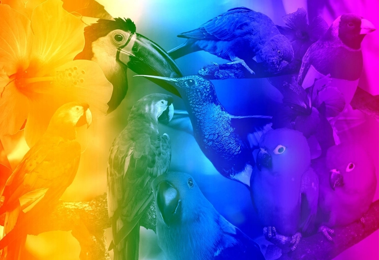 Puzzle 3D en bois Oiseaux à dégradé M - 200 pièces