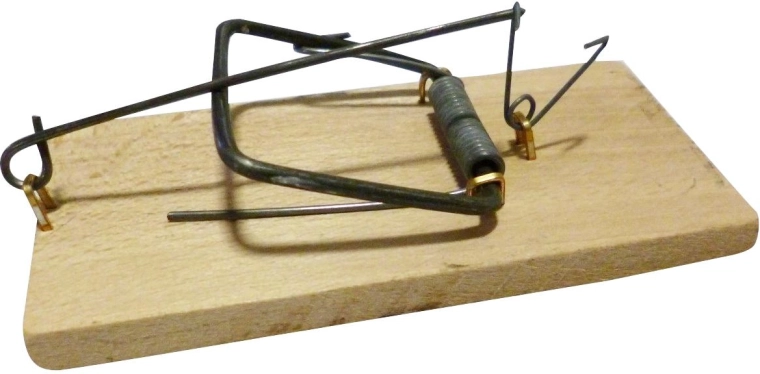 Piège à souris à bascule en bois de hêtre