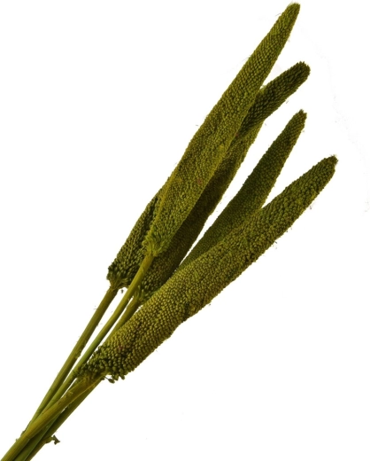 Déco de fleurs séchées verte – tiges décoratives séchées (5 pcs)