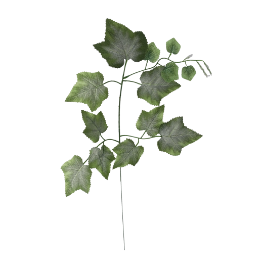 Feuille de vigne