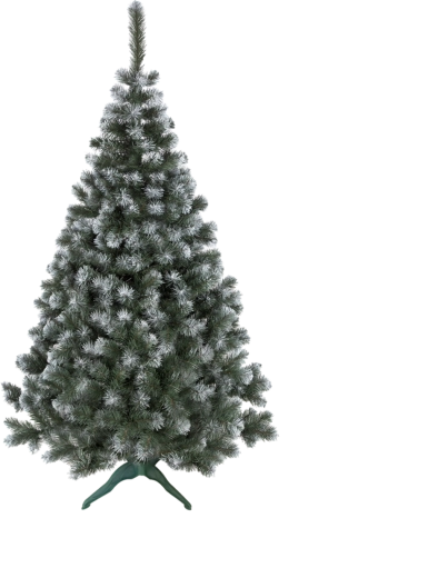 Sapin Jodła Alfa 1,5 m - 1 pièce