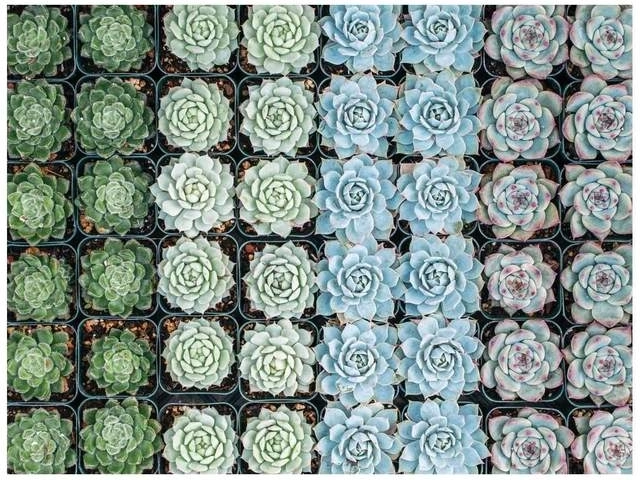 Couleurs vives et motifs détaillés de succulentes