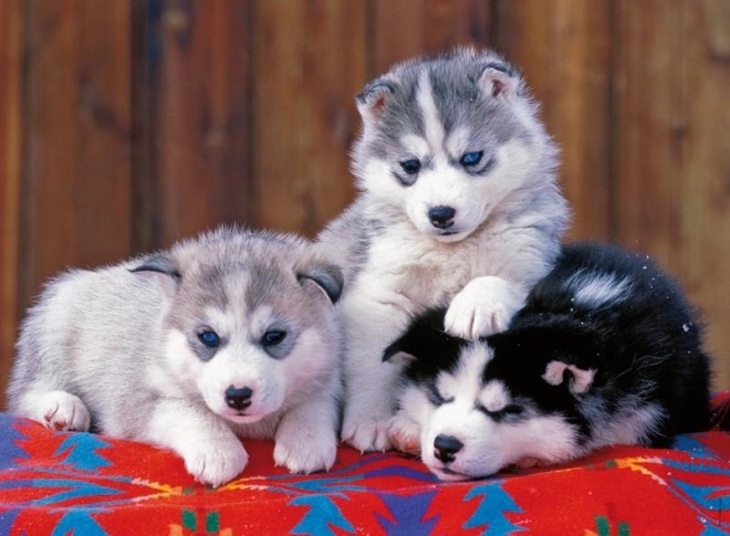Puzzle Chiots Husky de Ravensburger