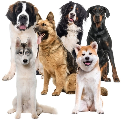 Tapis de refroidissement pour animaux de compagnie XXL par Purlov