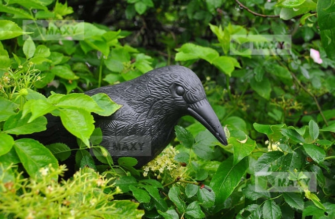 Corbeau effrayant pour les oiseaux