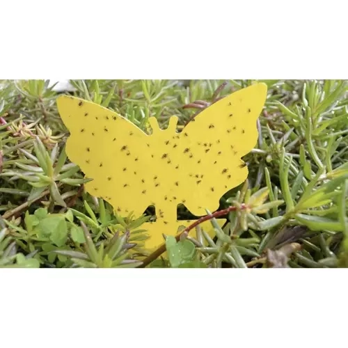 Pièges collants jaunes pour insectes 12 pcs