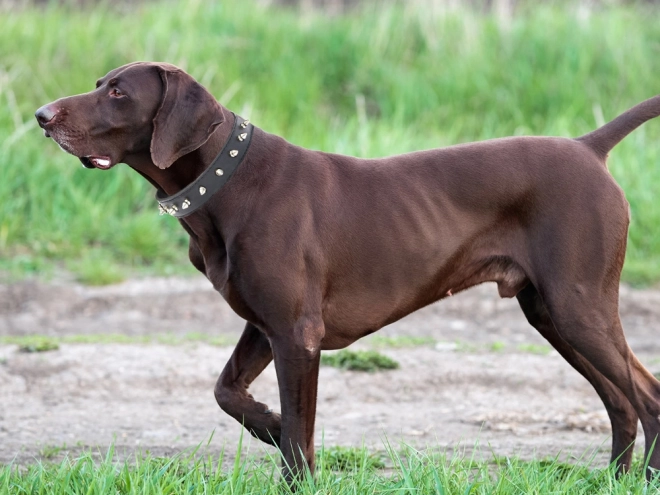 Collier stylé pour chiens avec clous