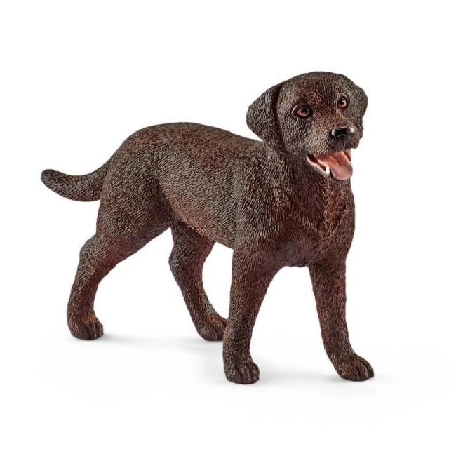 Labrador Retriever Femelle