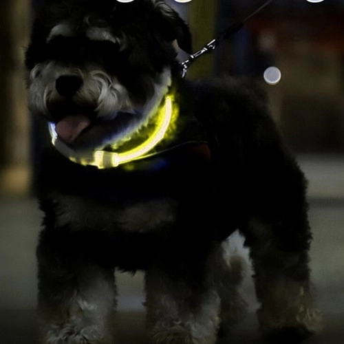 Collier LED lumineux pour chiens et chats
