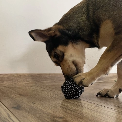 Ensemble de jouets pour chiens - 10 pièces. Purlov 24388