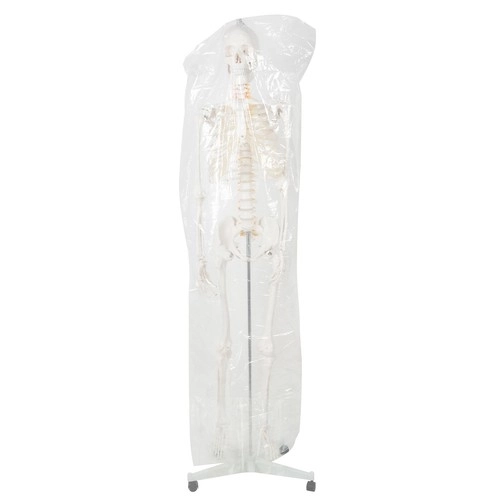 Squelette humain - 170cm Malatec 22583