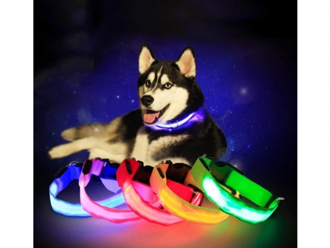 Collier lumineux LED pour animaux de compagnie
