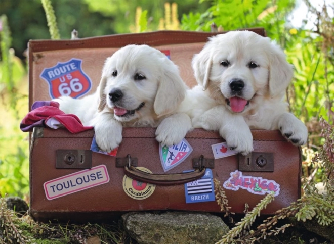 Puzzle Ravensburger chiots voyageurs 100 pièces