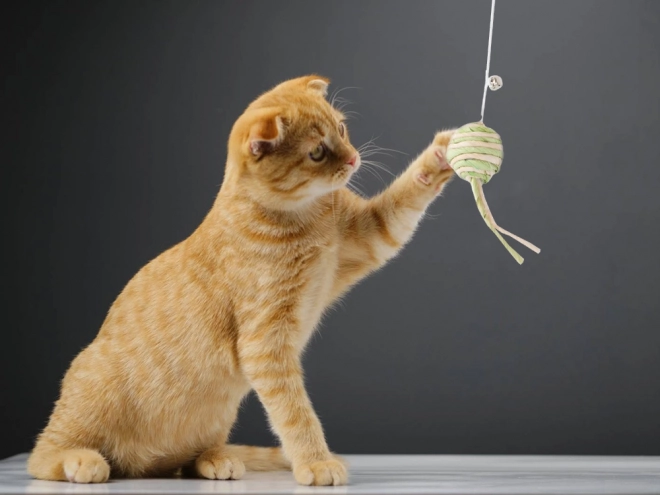 Jouet pour chats canne à pêche avec balle et grelot