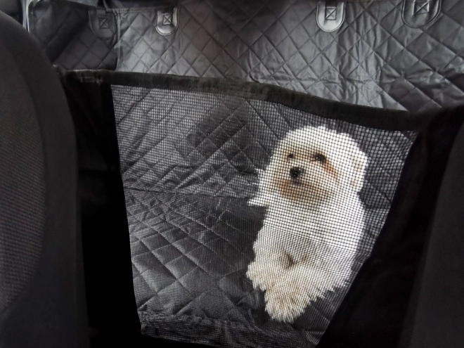 Tapis de voiture pour animaux de compagnie, housse imperméable