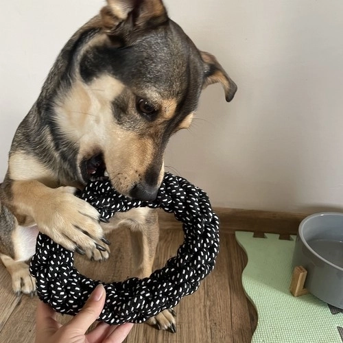 Ensemble de jouets pour chiens - 10 pièces. Purlov 24388