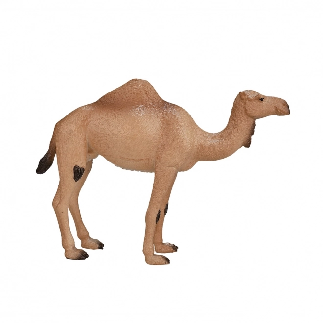 Mojo Animal Planet Dromadaire