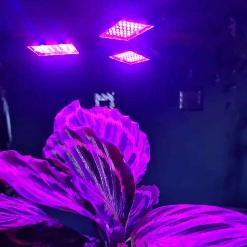Lampe 108 LED pour croissance des plantes Gardlov 20440