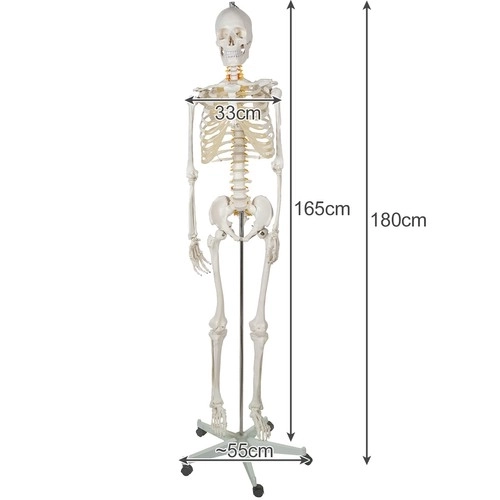 Squelette humain - 170cm Malatec 22583