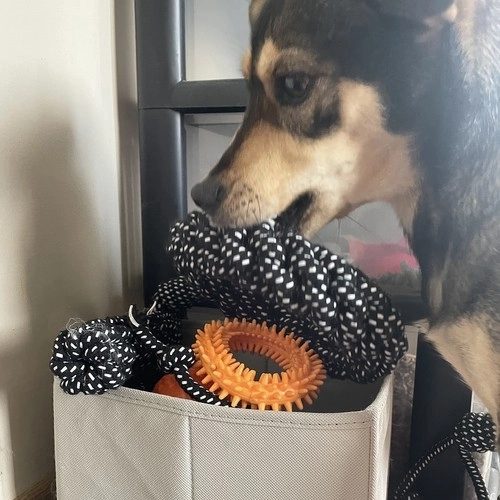 Ensemble de jouets pour chiens - 10 pièces. Purlov 24388