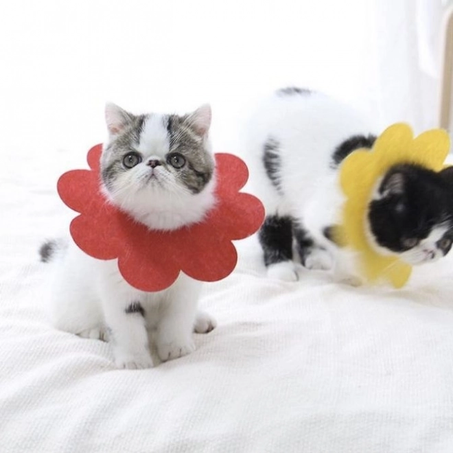 Collier postopératoire doux pour chat, chien, lapin - rouge, taille L.