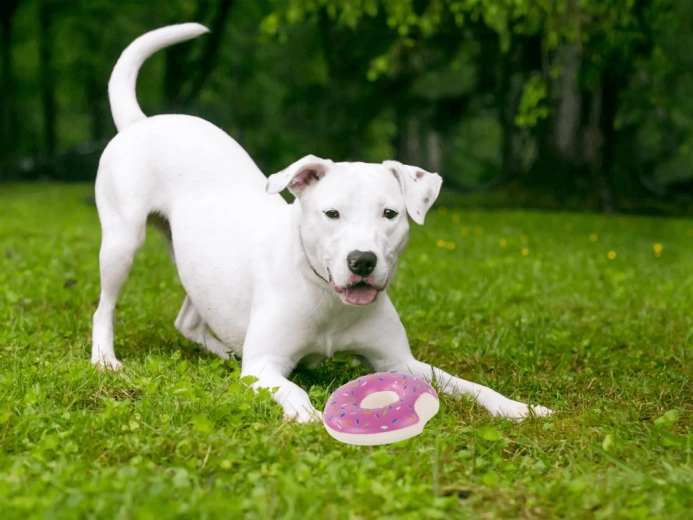 Idéal pour le rapport et le jeu en solo