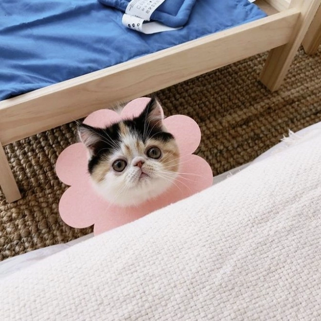 Collier postopératoire doux pour chat, chien, lapin - rose, taille L.