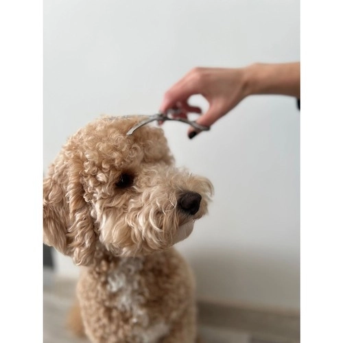Ciseaux pour chiens Purlov 23186