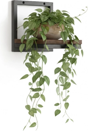 Présentation pratique des plantes et gain de place