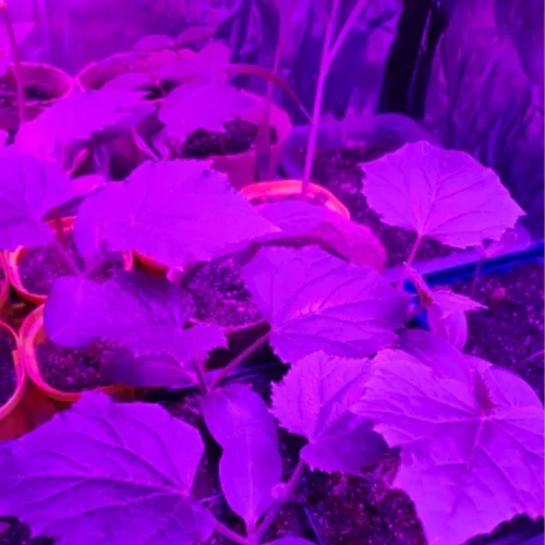 Lampe/Panneau 225 LED pour la croissance des plantes. 23525