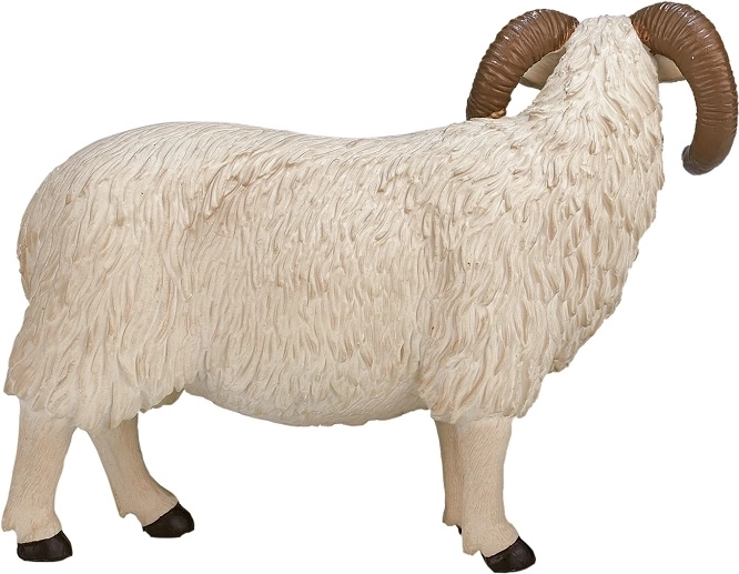 Détails fidèles de la race Hampshire