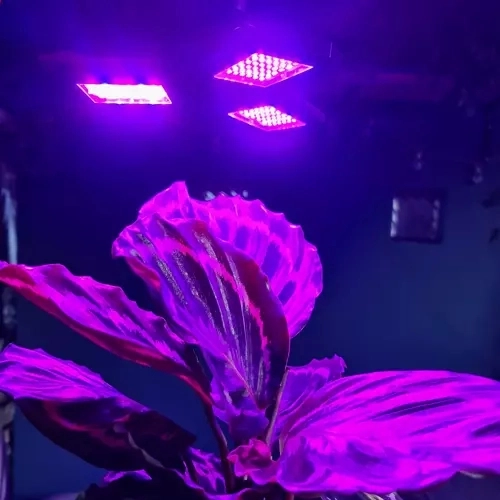 Lampe 108 LED pour croissance des plantes Gardlov 20440