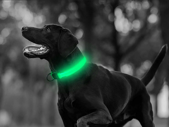Collier lumineux LED pour chiens et chats réglable 59 cm