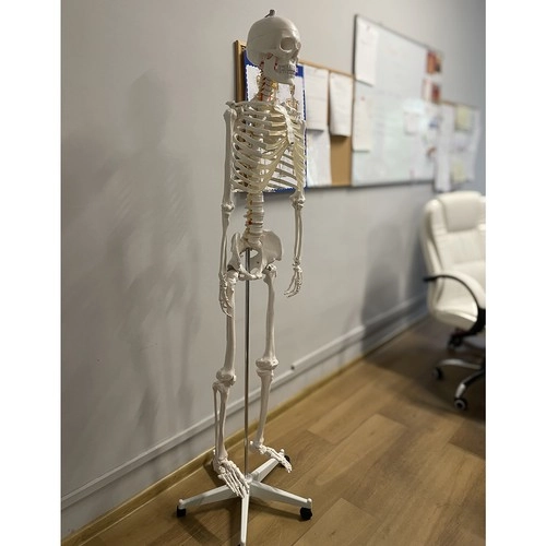 Taille réelle 1:1