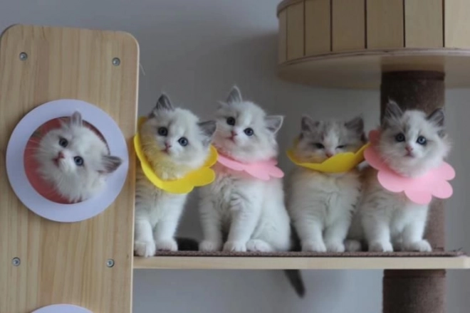 Collier postopératoire doux pour chat, chien, lapin - rose, taille L.