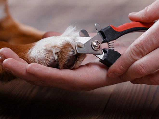 Coupe-griffes avec verrou de sécurité