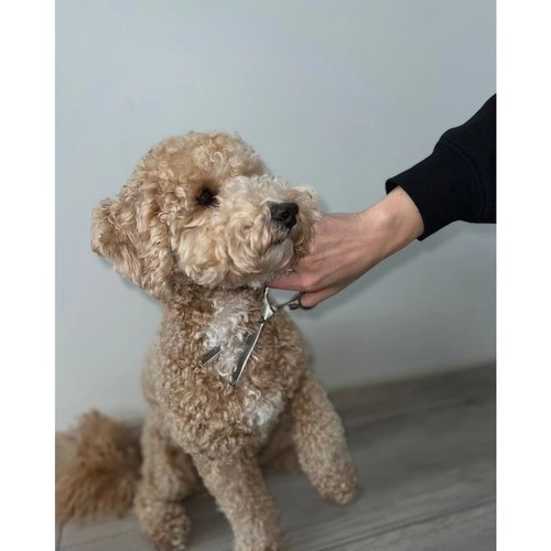 Ciseaux pour chiens Purlov 23186