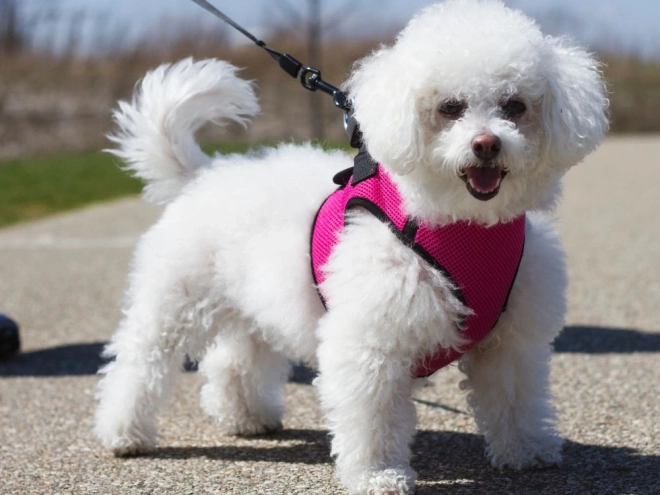 Laisse automatique pour chiens 5m avec blocage jusqu'à 15 kg