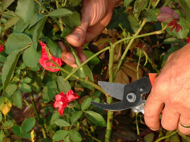 Cisailles de jardin pour arbustes