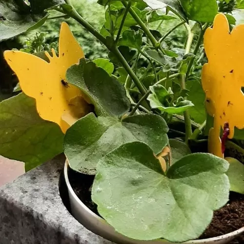 Pièges collants jaunes pour insectes 12 pcs