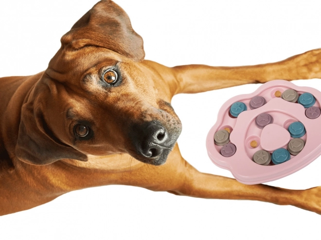 Jouet éducatif pour chiens - jeu logique avec friandise