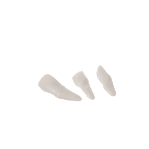 Squelette humain - 170cm Malatec 22583
