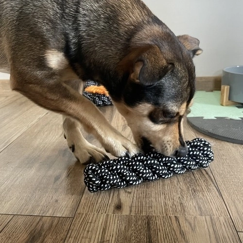 Ensemble de jouets pour chiens - 10 pièces. Purlov 24388