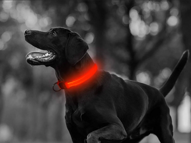 Collier lumineux LED pour animaux de compagnie
